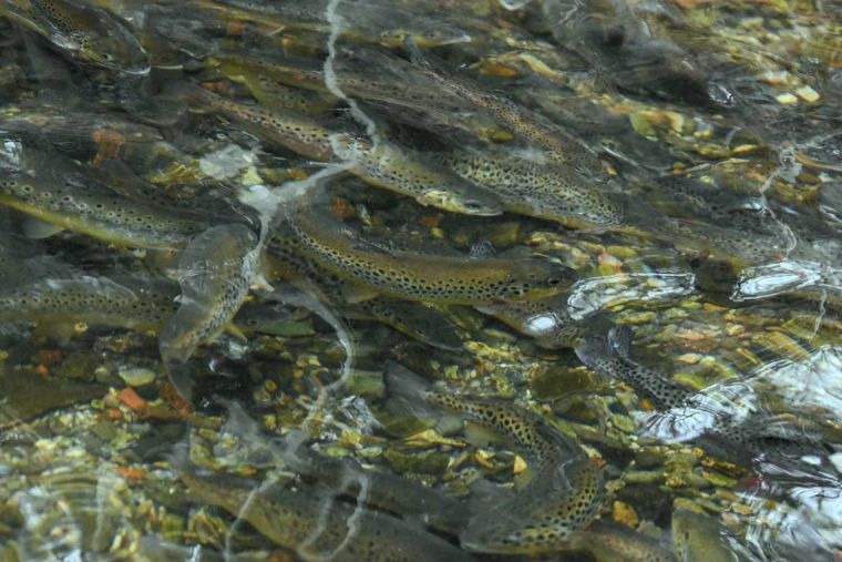 Forellen, Saiblinge und viele Fischarten